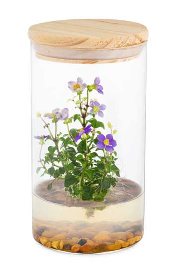persian violet terranium sustainable mothers day gifts