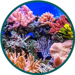 coral reefs