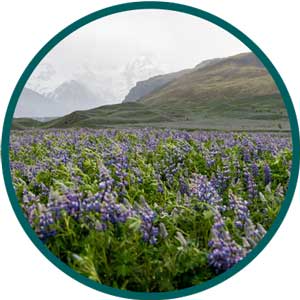 heather and hillsides