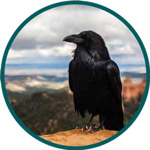 raven brilliant bird